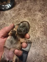 Dg4, a female Shih Tzu for sale in Mount Carmel, IL – 1 of 4