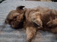 Floppy , a male Shih Tzu for sale in Mount Carmel, IL – 5 of 5