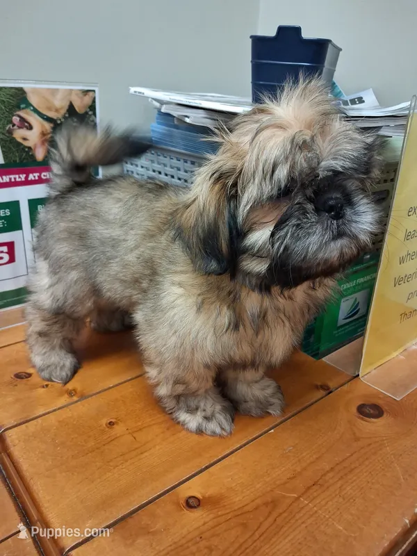 Frosty  – Shih Tzu puppy for sale in Mount Carmel, IL
