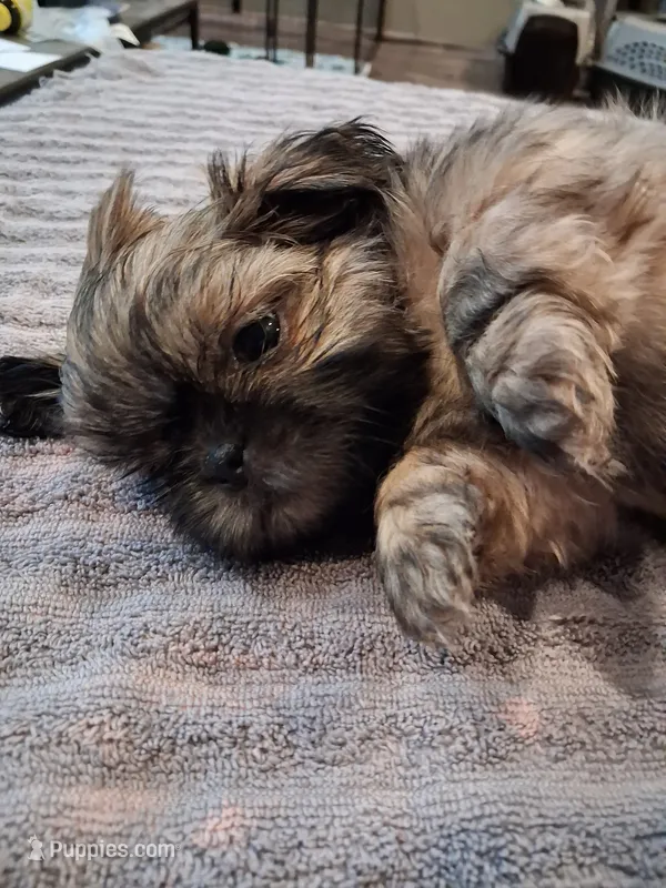 Frosty  – Shih Tzu puppy for sale in Mount Carmel, IL