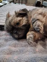 Frosty , a male Shih Tzu for sale in Mount Carmel, IL – 1 of 5