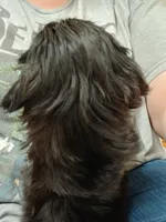 Bug, a female Shih Tzu for sale in Mount Carmel, IL – 3 of 6
