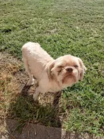 Tater, a male Shih Tzu for sale in Mount Carmel, IL – 2 of 2