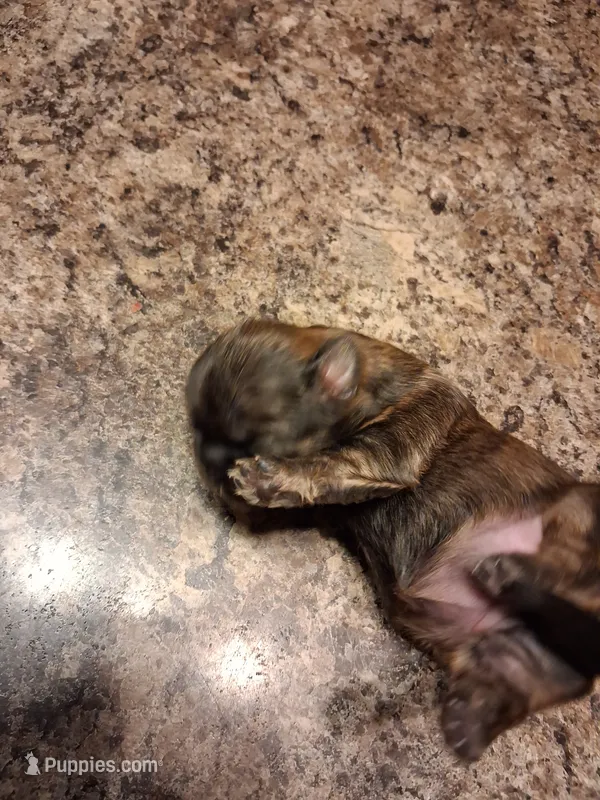 Dg3 – Shih Tzu puppy for sale in Mount Carmel, IL