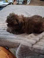 Dc, a male Shih Tzu for sale in Mount Carmel, IL – 5 of 5