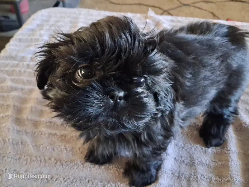 Bug – Shih Tzu puppy for sale in Mount Carmel, IL
