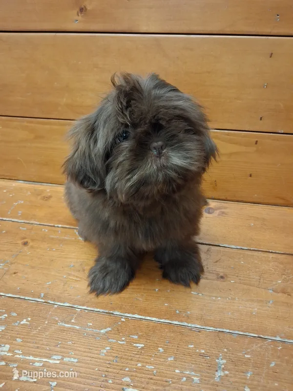 Teddy – Shih Tzu puppy for sale in Mount Carmel, IL