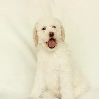 Shelly, a female Labradoodle for sale in Stevens, PA – Photo 6 of 9