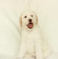 Shelly, a female Labradoodle for sale in Stevens, PA – Photo 3 of 6