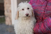 Shelly, a female Labradoodle for sale in Stevens, PA – Photo 1 of 9