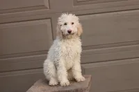 Shelly, a female Labradoodle for sale in Stevens, PA – Photo 2 of 9