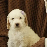 Shelly, a female Labradoodle for sale in Stevens, PA – Photo 8 of 9