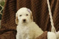 Shelly, a female Labradoodle for sale in Stevens, PA – Photo 5 of 6