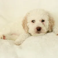 Shelly, a female Labradoodle for sale in Stevens, PA – Photo 7 of 9