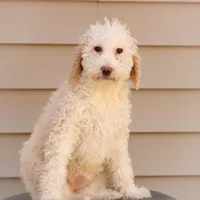 Shelly, a female Labradoodle for sale in Stevens, PA – Photo 3 of 9