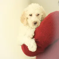 Shelly, a female Labradoodle for sale in Stevens, PA – Photo 4 of 9