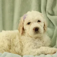 Shelly, a female Labradoodle for sale in Stevens, PA – Photo 9 of 9