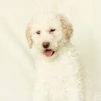 Shelly, a female Labradoodle for sale in Stevens, PA – Photo 5 of 9