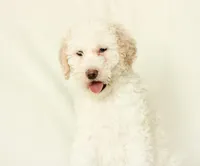 Shelly, a female Labradoodle for sale in Stevens, PA – Photo 2 of 6