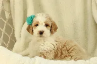 Sasha, a female Labradoodle for sale in Stevens, PA – Photo 2 of 4