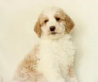 Sasha, a female Labradoodle for sale in Stevens, PA – Photo 3 of 4