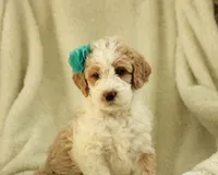 Sasha, a female Labradoodle for sale in Stevens, PA – Photo 4 of 4