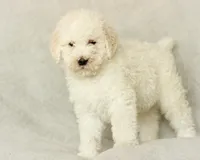 Shiloh, a male Labradoodle for sale in Stevens, PA – Photo 2 of 5