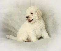 Shiloh, a male Labradoodle for sale in Stevens, PA – Photo 4 of 5