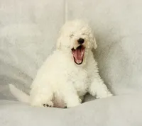 Shiloh, a male Labradoodle for sale in Stevens, PA – Photo 3 of 5