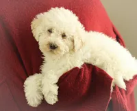 Shiloh, a male Labradoodle for sale in Stevens, PA – Photo 1 of 5