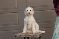 Summer, a female Labradoodle for sale in Stevens, PA – Photo 2 of 9