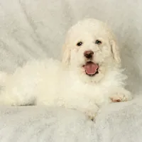 Summer, a female Labradoodle for sale in Stevens, PA – Photo 5 of 9