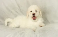 Summer, a female Labradoodle for sale in Stevens, PA – Photo 2 of 6