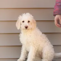 Summer, a female Labradoodle for sale in Stevens, PA – Photo 3 of 9