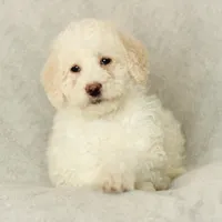 Summer, a female Labradoodle for sale in Stevens, PA – Photo 7 of 9