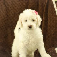 Summer, a female Labradoodle for sale in Stevens, PA – Photo 9 of 9