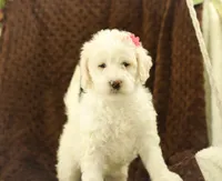 Summer, a female Labradoodle for sale in Stevens, PA – Photo 6 of 6