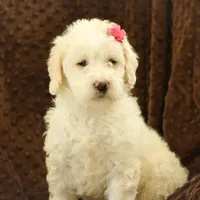 Summer, a female Labradoodle for sale in Stevens, PA – Photo 8 of 9