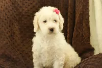 Summer, a female Labradoodle for sale in Stevens, PA – Photo 5 of 6