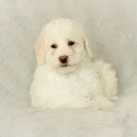 Summer, a female Labradoodle for sale in Stevens, PA – Photo 6 of 9