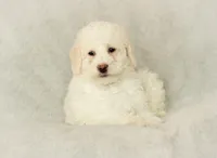 Summer, a female Labradoodle for sale in Stevens, PA – Photo 3 of 6