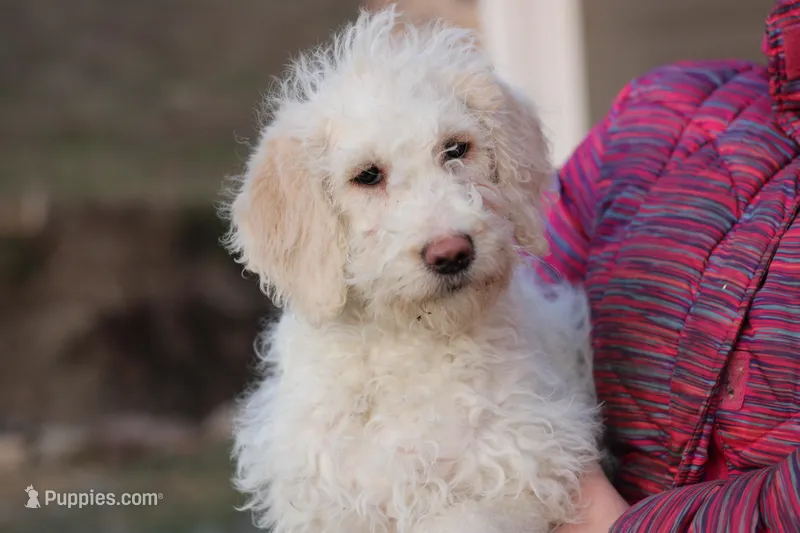 Summer – Labradoodle puppy for sale in Stevens, PA
