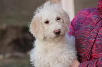 Summer, a female Labradoodle for sale in Stevens, PA – Photo 1 of 9
