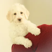 Summer, a female Labradoodle for sale in Stevens, PA – Photo 4 of 9