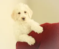 Summer, a female Labradoodle for sale in Stevens, PA – Photo 1 of 6