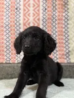 Beauty, a female Goldendoodle for sale in Rogers City, MI – Photo 1 of 3