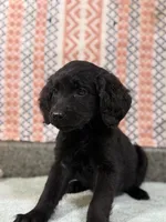 Beauty, a female Goldendoodle for sale in Rogers City, MI – Photo 2 of 3