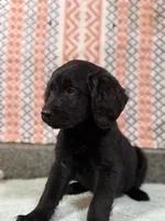 Beauty, a female Goldendoodle for sale in Rogers City, MI – Photo 3 of 3