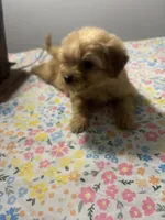 Mickey!, a male Cavapoo and Poodle - Miniature  for sale in Rogers City, MI – Photo 2 of 5