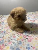 Mickey!, a male Cavapoo and Poodle - Miniature  for sale in Rogers City, MI – Photo 3 of 5
